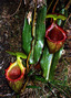 borneo - mt kinabalu funnel plants 2.jpg